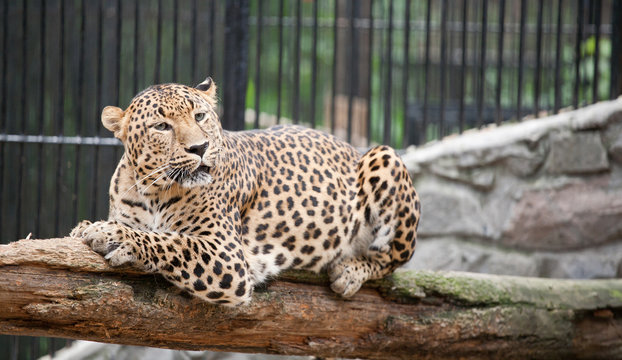 jaguar has a rest