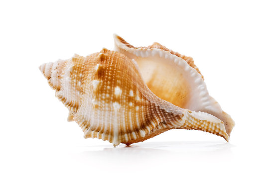 clamshell isolated