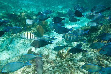 Naklejka na ściany i meble Ławica ryb w Morze Karaibskie, Meksyk