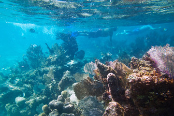 Naklejka na ściany i meble Nurkowanie w Morzu Karaibskim, Meksyk