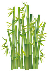 Fototapeta na wymiar Kępa bambusa na białym tle