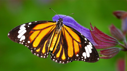 Fototapeta na wymiar Monarch butterfly