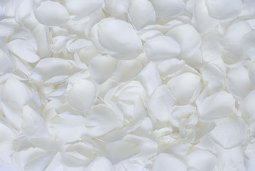 White rose petals texture