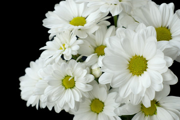 White flowers on a black background