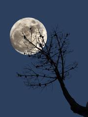 Full moon and dead pine