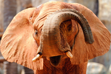 Elephant in red