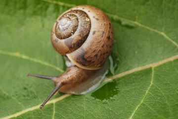 Small Snail