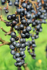 Blue grapes