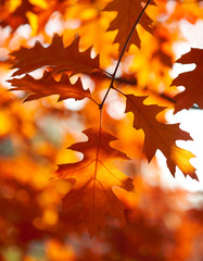 Autumn leaves background
