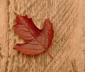 red autumn leaf on wooden background