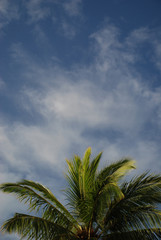 Palme in den Wolken