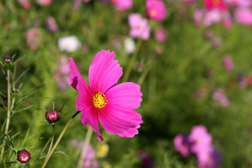 Cosmos fushia et jachère fleurie