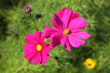 cosmos, fleur annuelle vivace