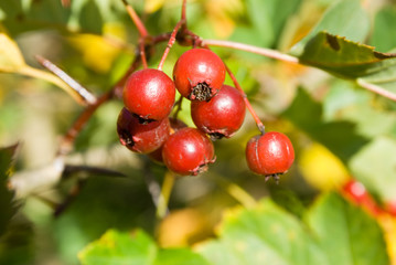 Ripe Hawthorn (Crataegus) berries