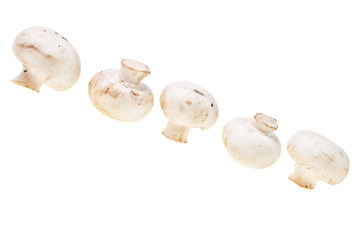 Fresh, tasty mushrooms isolated over white background.