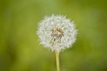 Dandelion