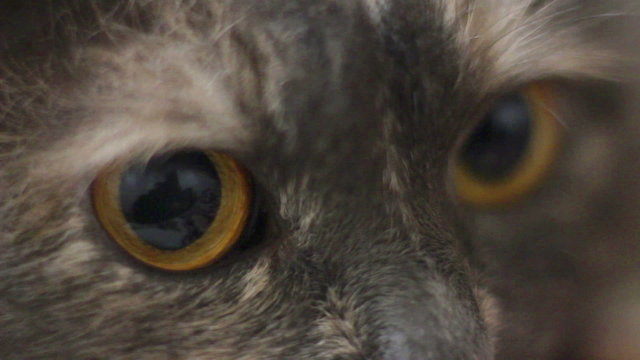 close up of a cat's eyes