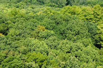 Fototapeta na wymiar Forest canopy as seen from above
