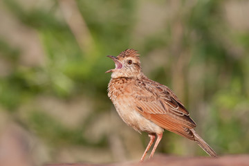 Rufious-naped Lark
