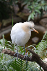 cattle egret
