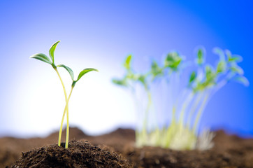 Green seedlings in new life concept