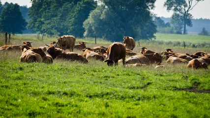 Gartenposter Kühe stehen auf der Wiese und fressen Gras © shaiith