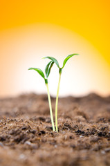 Green seedlings in new life concept