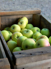 apple produce
