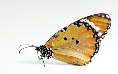 butterfly isolated on white background