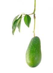 Branch of avocado