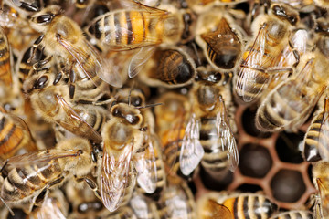 Bees on the honeycomb.
