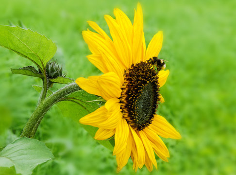 Bumblebee on sunflower.