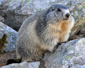 marmotte avant hibernation
