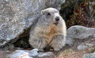 marmotte bouche ouverte sortant de son terrier