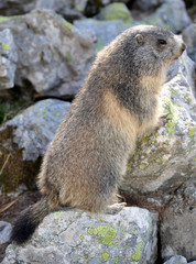 marmotte faisant le guet