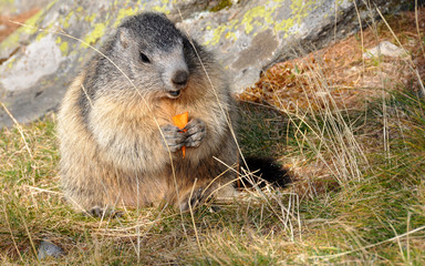 marmotte mangeant