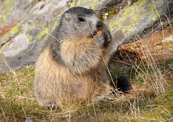 marmotte mangeant