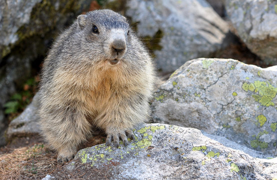 marmotte