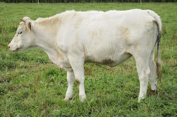white cow on grass, ardennes