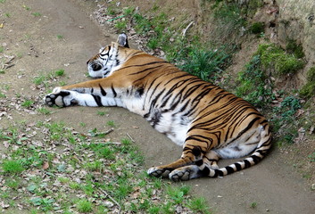 sieste du tigre du bengale