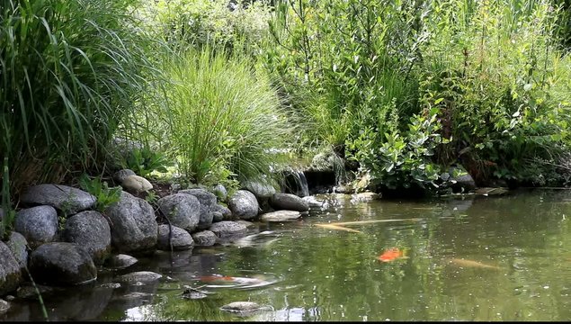 bassin de jardin et carpes ko&iuml;