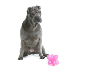 shar pei assis de face avec son jouet
