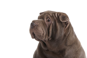 tête du shar pei de profil