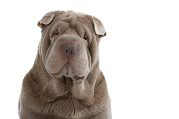 portrait de shar pei à la tête de morse