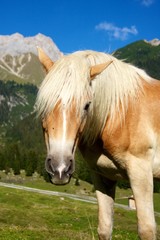 Obraz premium Haflinger auf der Alm