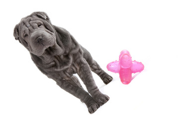 shar pei debout près de son jouet rose