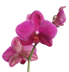 Fototapeta na wymiar pink orchid on white background