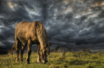 A horse grazing on a meadow, in the storm