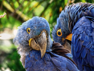 [HDR] Couple d'Aras Bleus