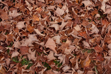 Bkd of autumm leaves
